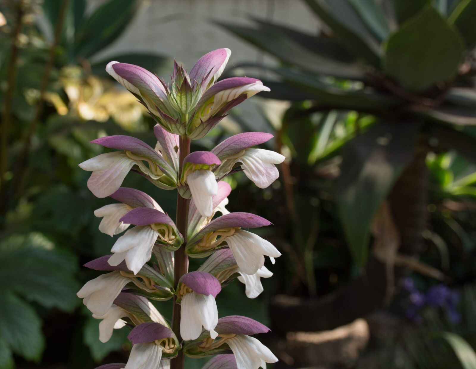 Nikon D7100 sample photo. Flower, outdoors, nature photography