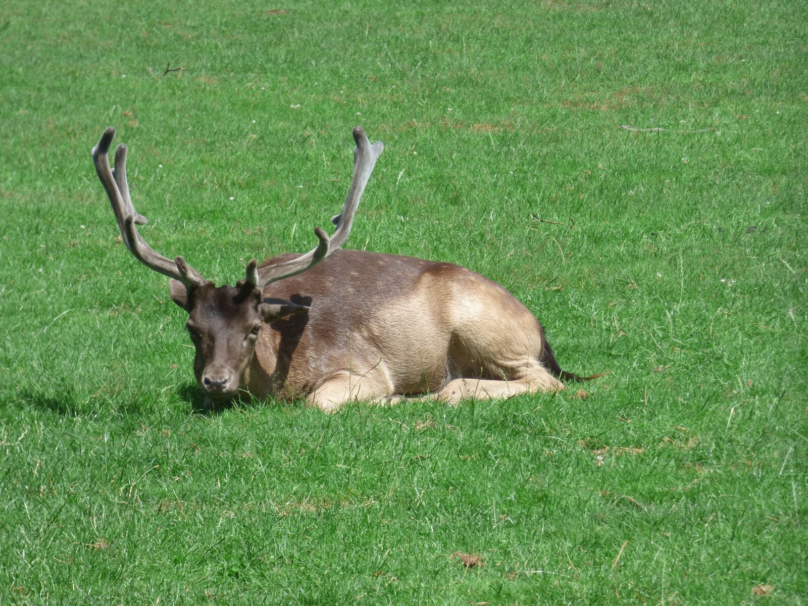 Panasonic DMC-FZ72 sample photo. Deer, zoo, nature photography