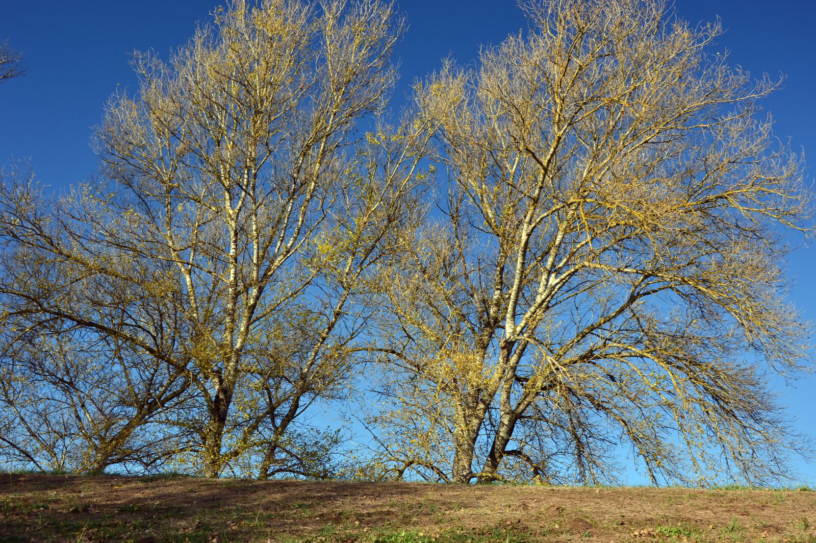 Nikon D3200 sample photo. Landscape, trees, deciduous trees photography
