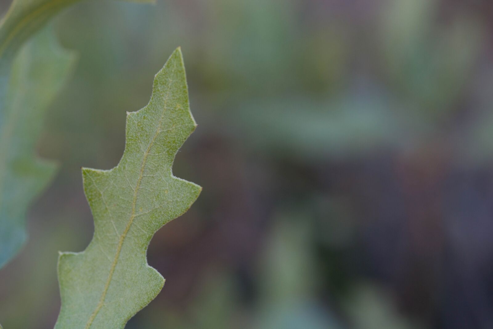 Canon EOS 5D Mark II sample photo. Oak, leaf photography