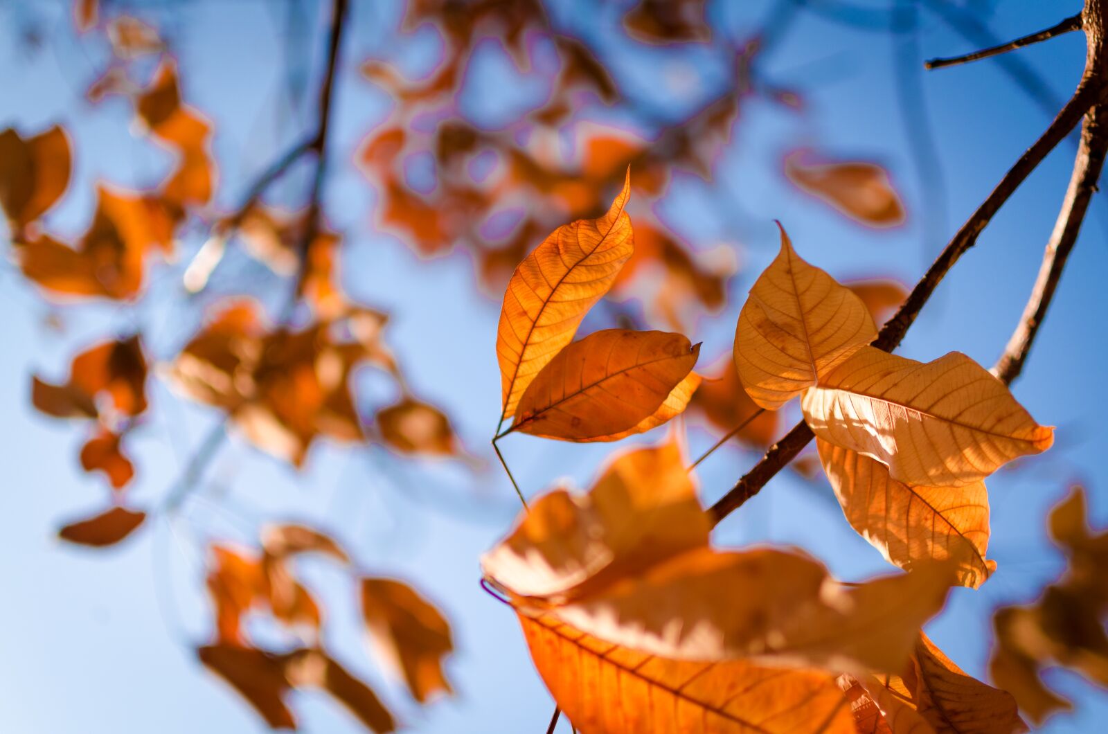 Nikon D5100 sample photo. Yellow leaves, light, gold photography