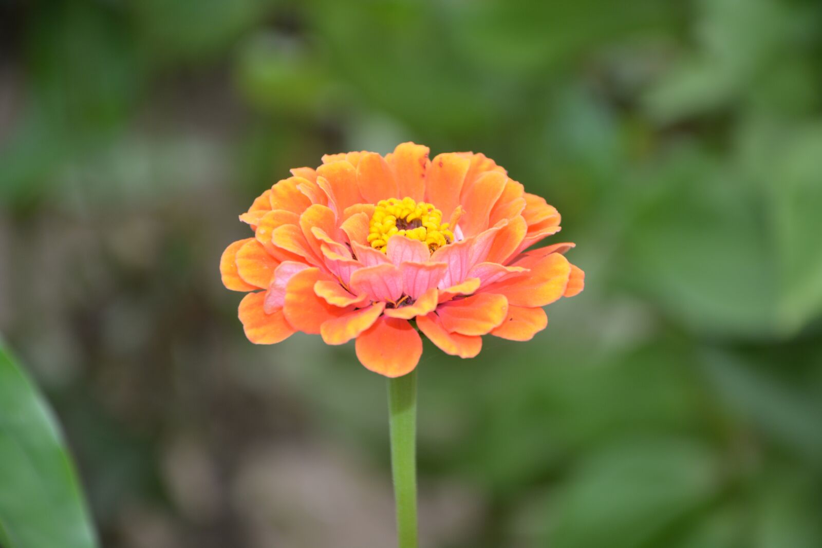 Nikon D5200 sample photo. Flower, massif, parterre photography