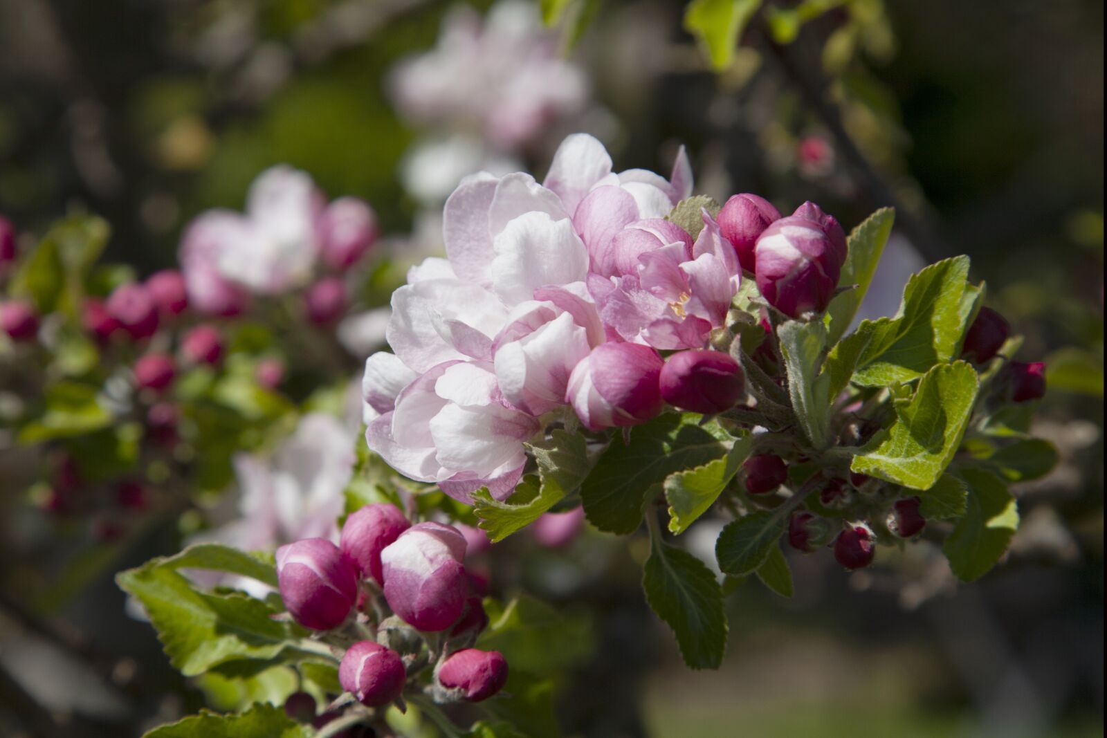 Canon EOS 5D Mark II sample photo. Apple tree, blossom, spring photography