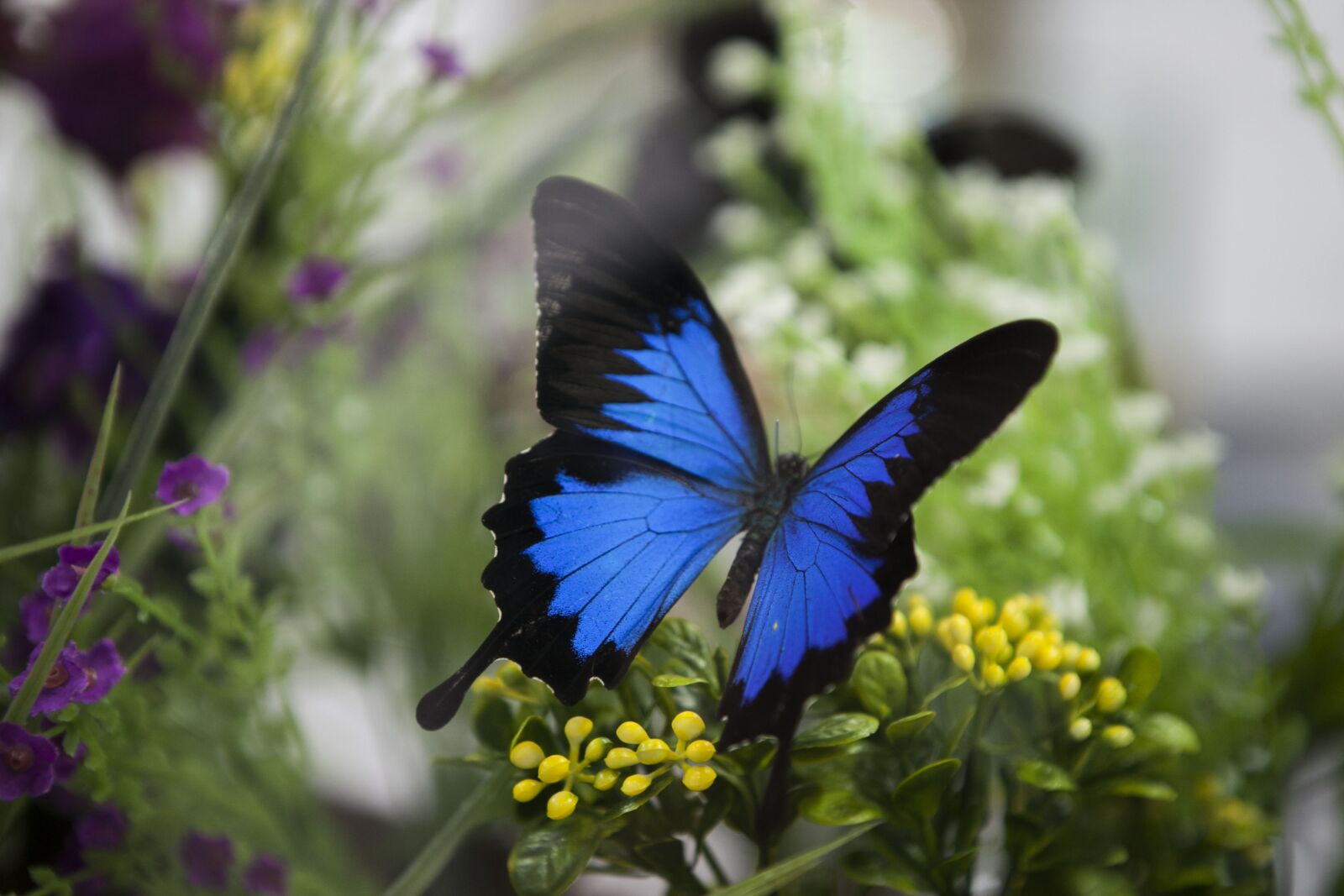 Canon EOS 5D Mark II sample photo. Butterfly, ecology, park photography