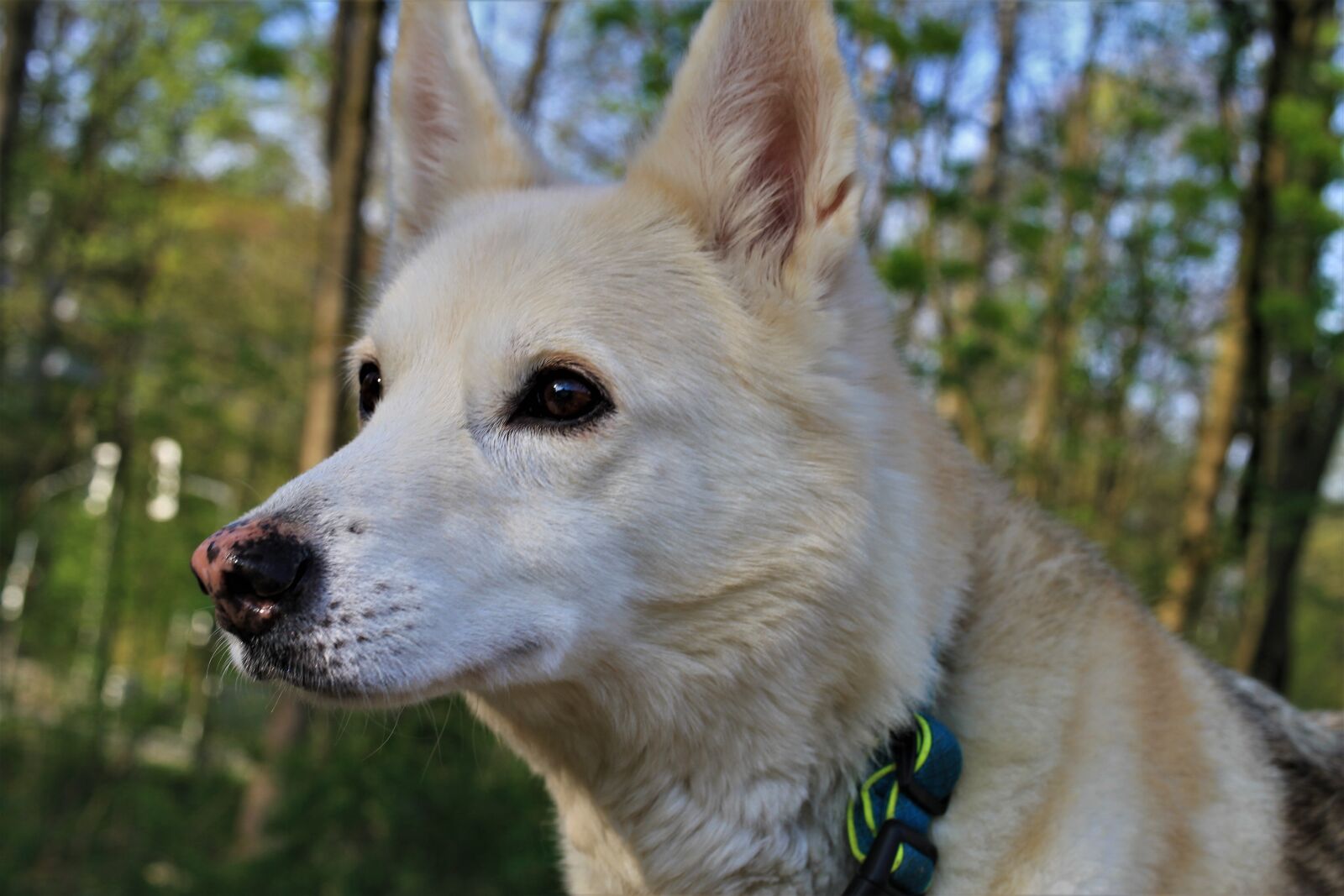 Canon EF-S 35mm F2.8 Macro IS STM sample photo. Dog, hybrid, husky photography