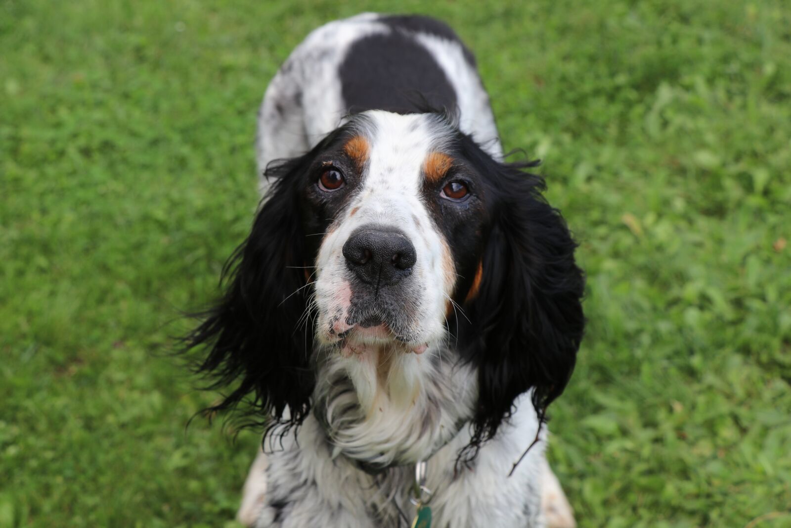 Canon EOS 80D sample photo. English setter, setter, dog photography