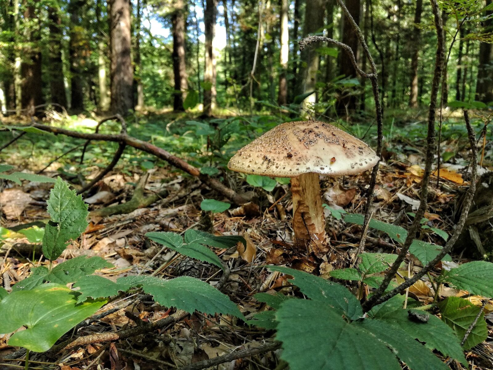 HUAWEI P9 LITE sample photo. Mushroom, forest, mushrooms photography