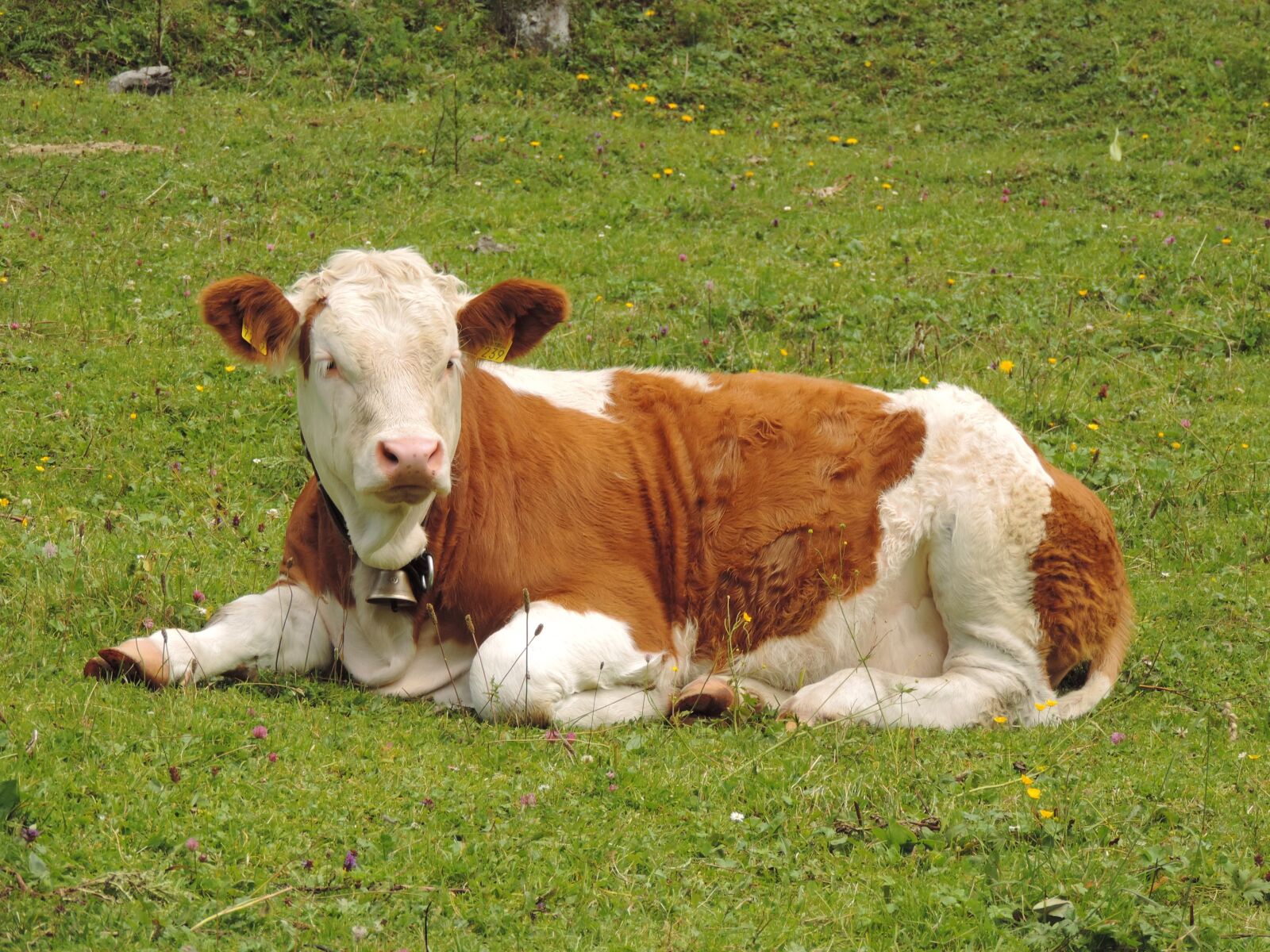 Nikon Coolpix P520 sample photo. Cow, switzerland, meadow photography