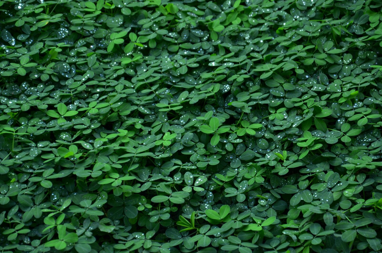 Nikon D7000 sample photo. Clover, leaf, green photography