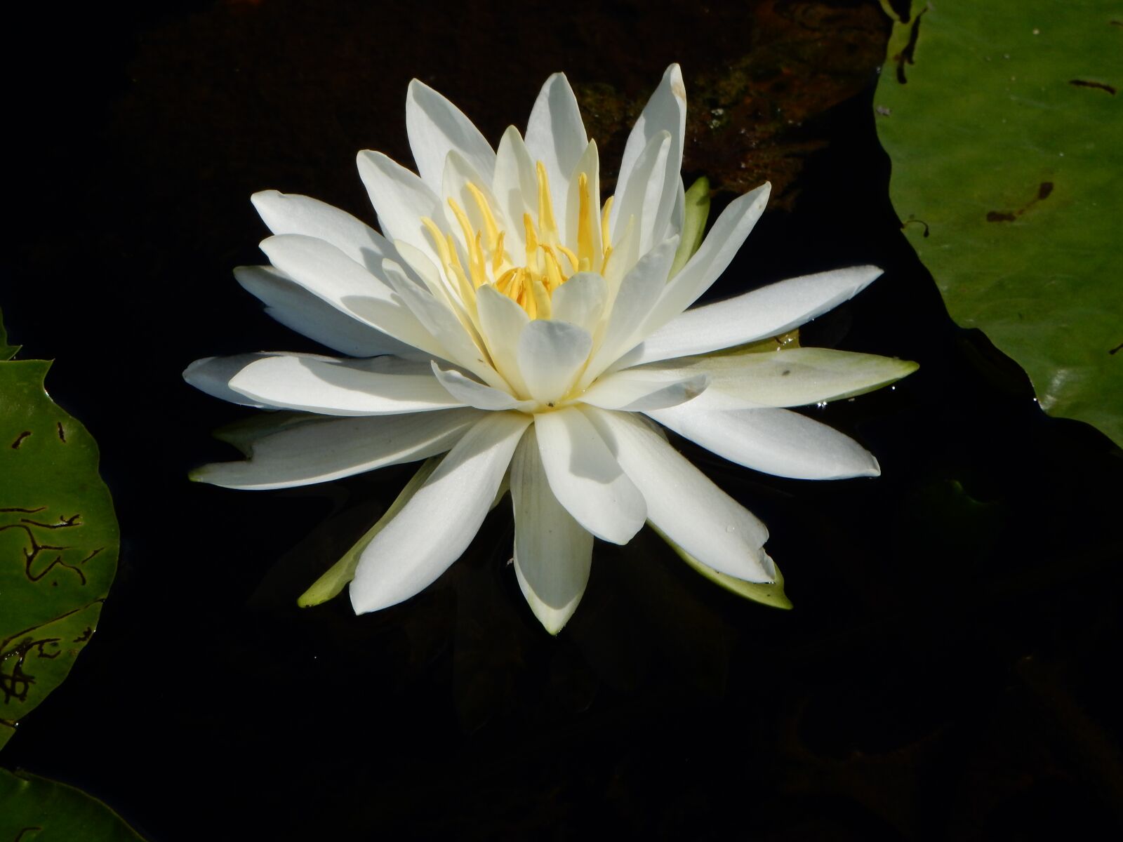 Nikon Coolpix S9900 sample photo. Water lilly, lily, water photography