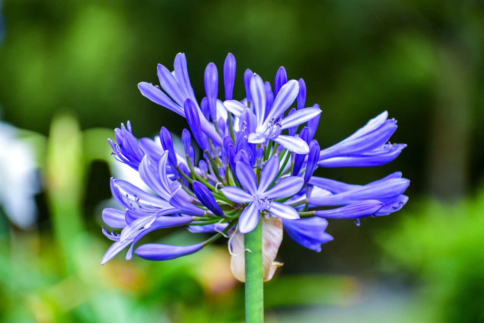 Nikon D3400 sample photo. Beautiful flower, nature, landscape photography