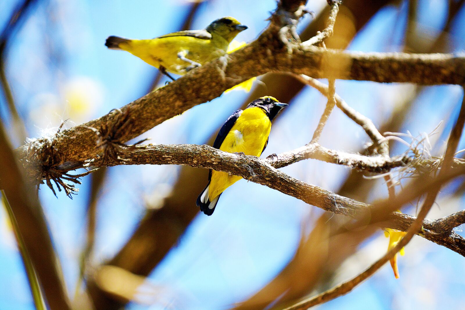 Nikon D5200 sample photo. Bird, birds, animals photography