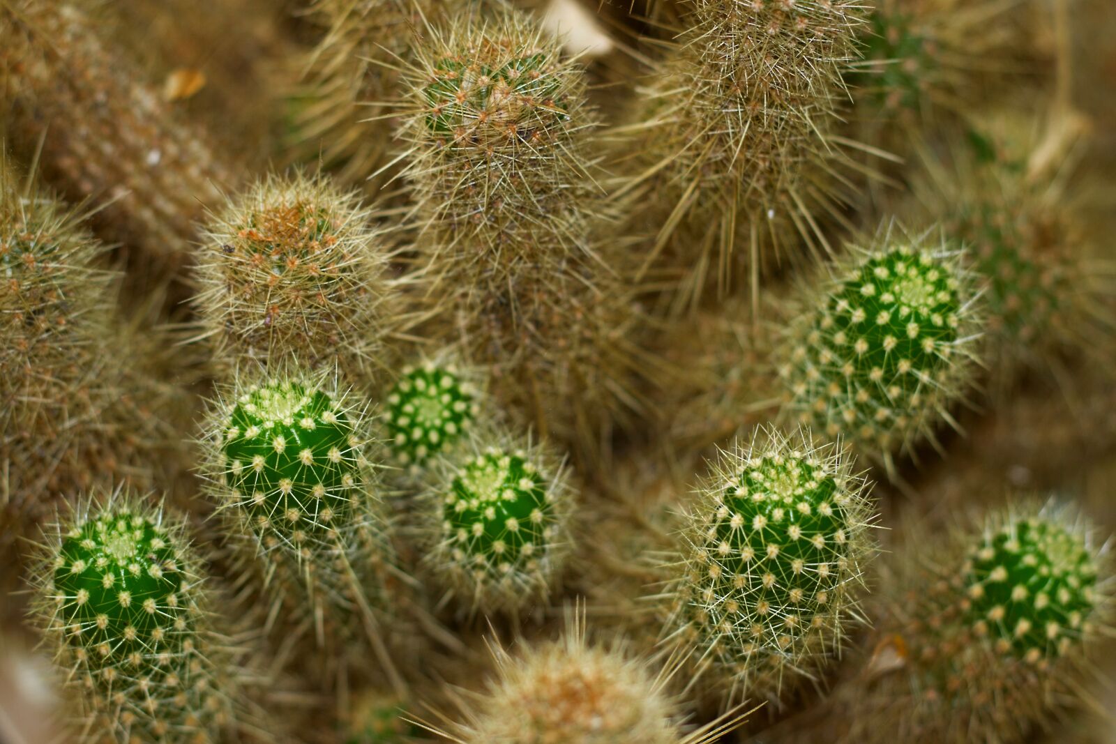 Canon EOS 600D (Rebel EOS T3i / EOS Kiss X5) + Canon EF 50mm F1.8 II sample photo. Cactus, thorns, nature photography