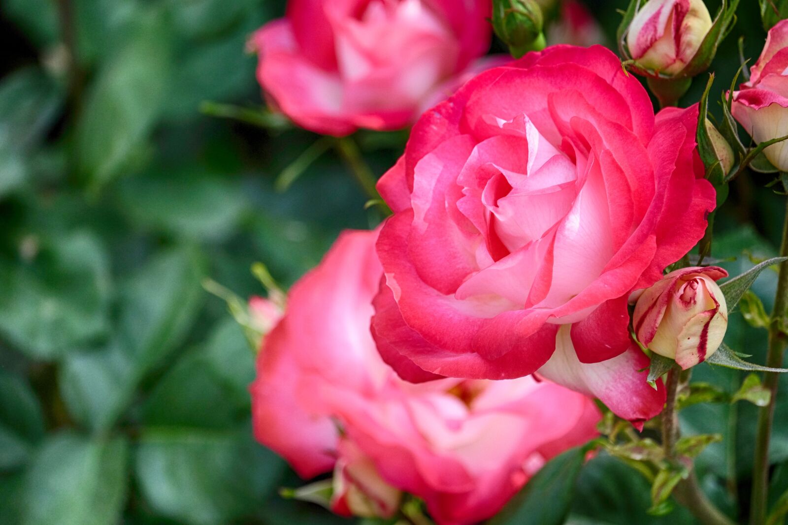 Fujifilm X-E2 sample photo. Rosa, rose, flowers photography