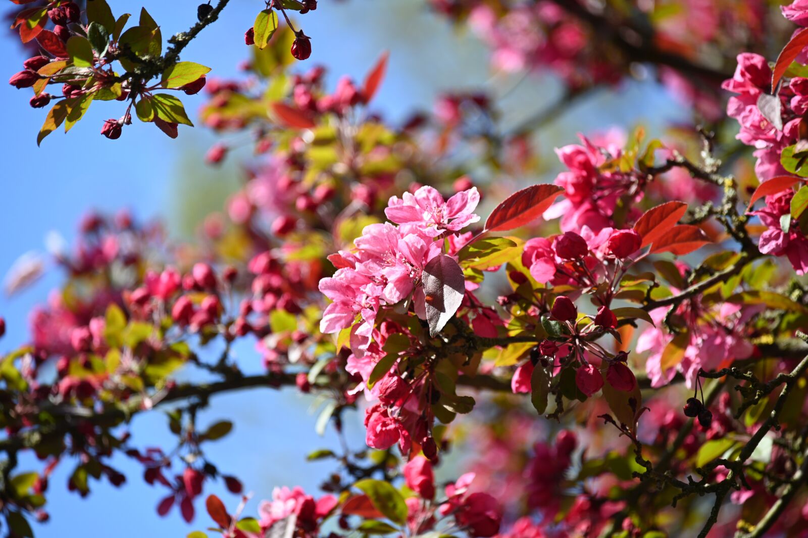 Nikon Z6 sample photo. Blossom, bloom, pink photography