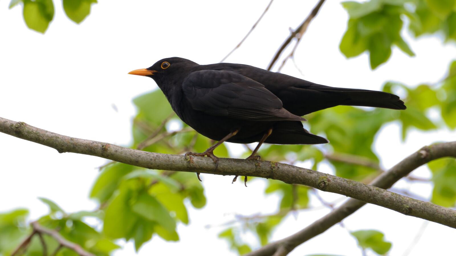 150-600mm F5-6.3 DG OS HSM | Contemporary 015 sample photo. Nature, bird, animal world photography