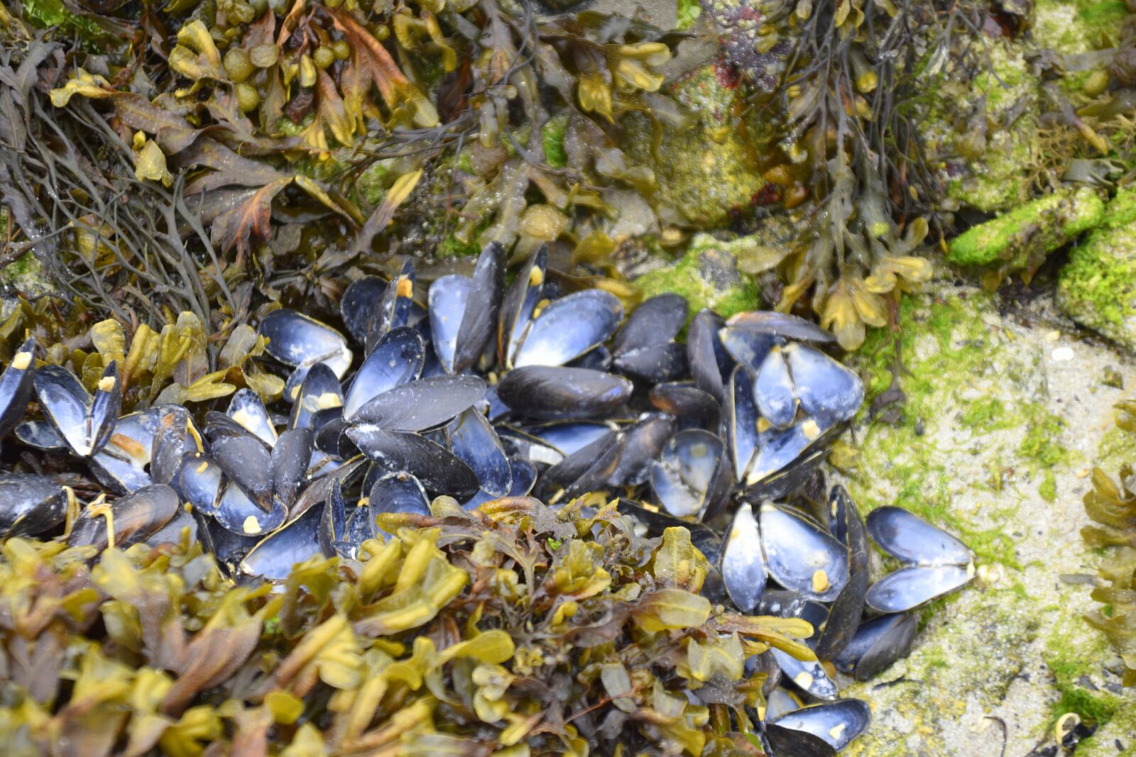 Nikon D5600 sample photo. Mussels, sea, ocean photography