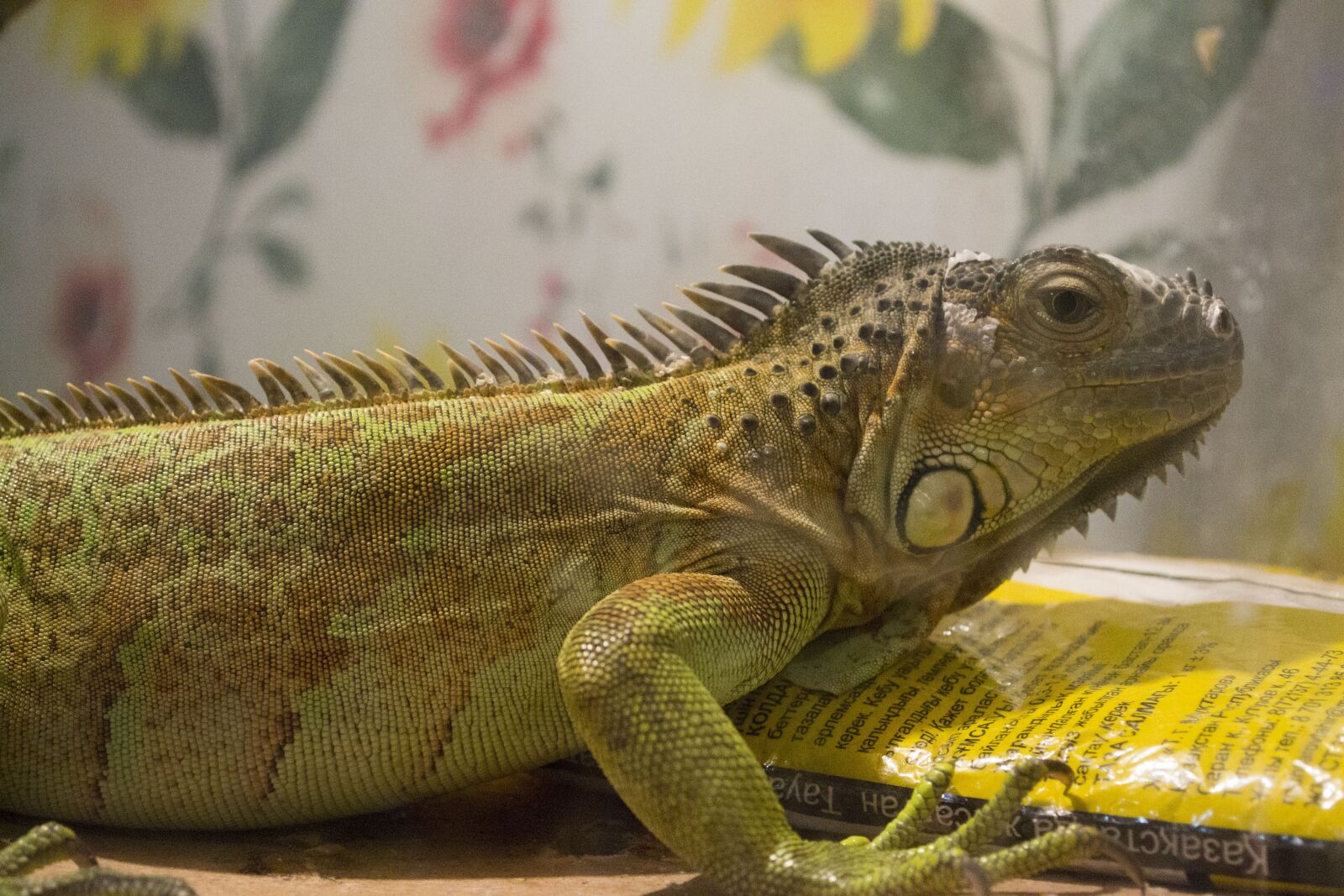 Nikon D3100 sample photo. Iguana, reptile, terrarium photography