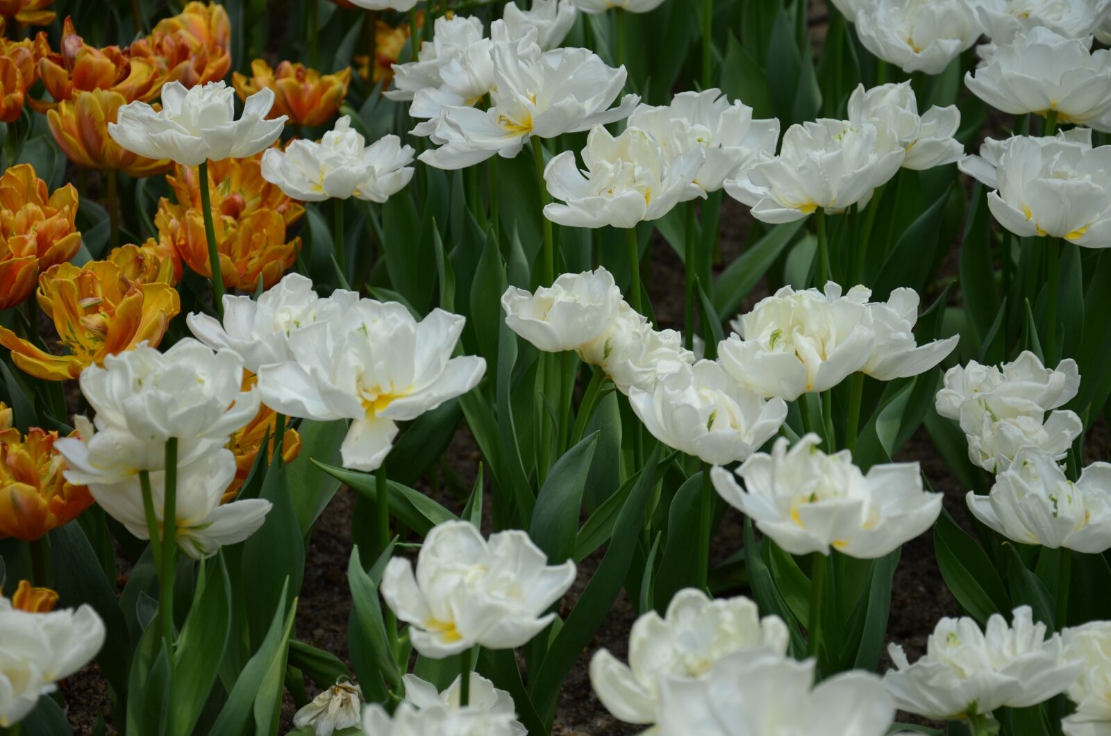 Nikon D7000 sample photo. Leaf, flowers, garden photography