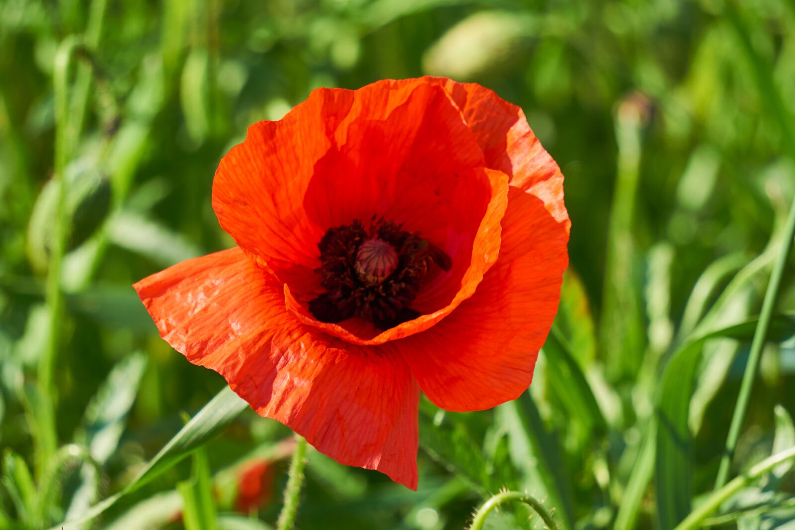 Sony E 55-210mm F4.5-6.3 OSS sample photo. Klatschmohn, plant, flower photography