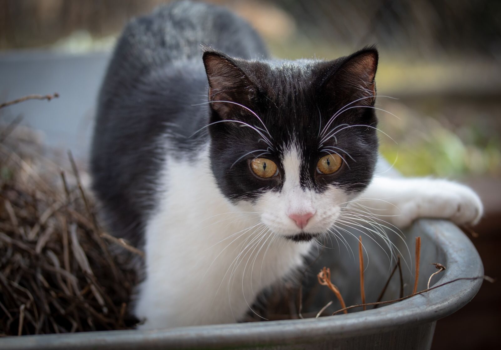 Canon EF-S 60mm F2.8 Macro USM sample photo. Cat, animal, pet photography