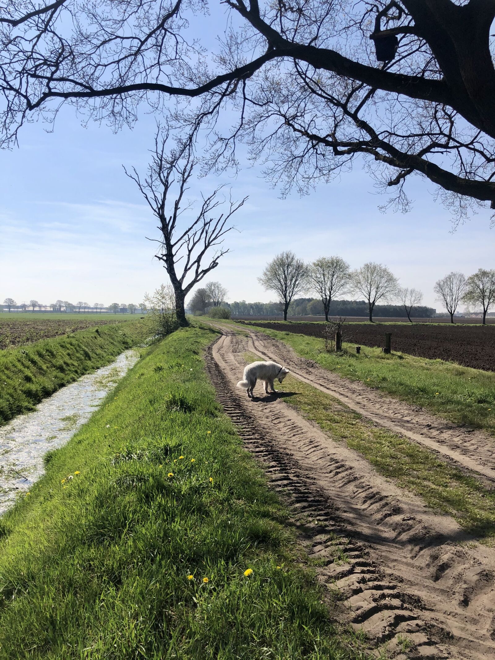 Apple iPhone X sample photo. Landscape, path, dog photography