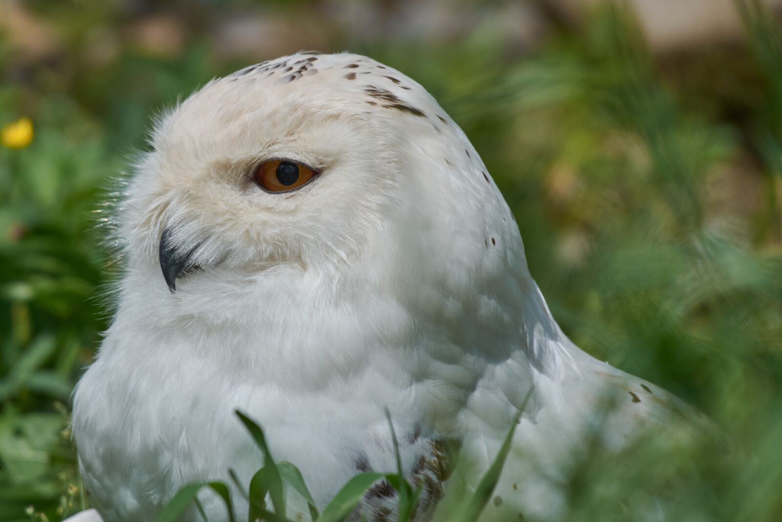 Nikon AF-S Nikkor 200-500mm F5.6E ED VR sample photo. Snowy owl, white, breed photography