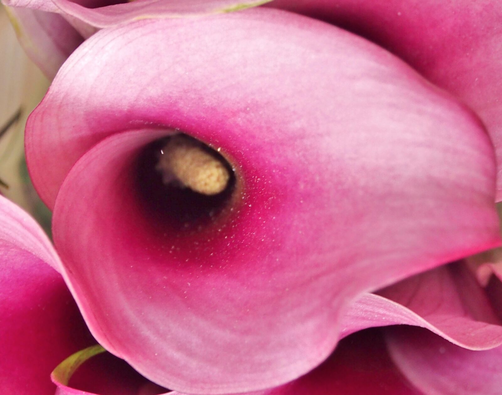 OLYMPUS M.12-50mm F3.5-6.3 sample photo. Calla, violet, close up photography