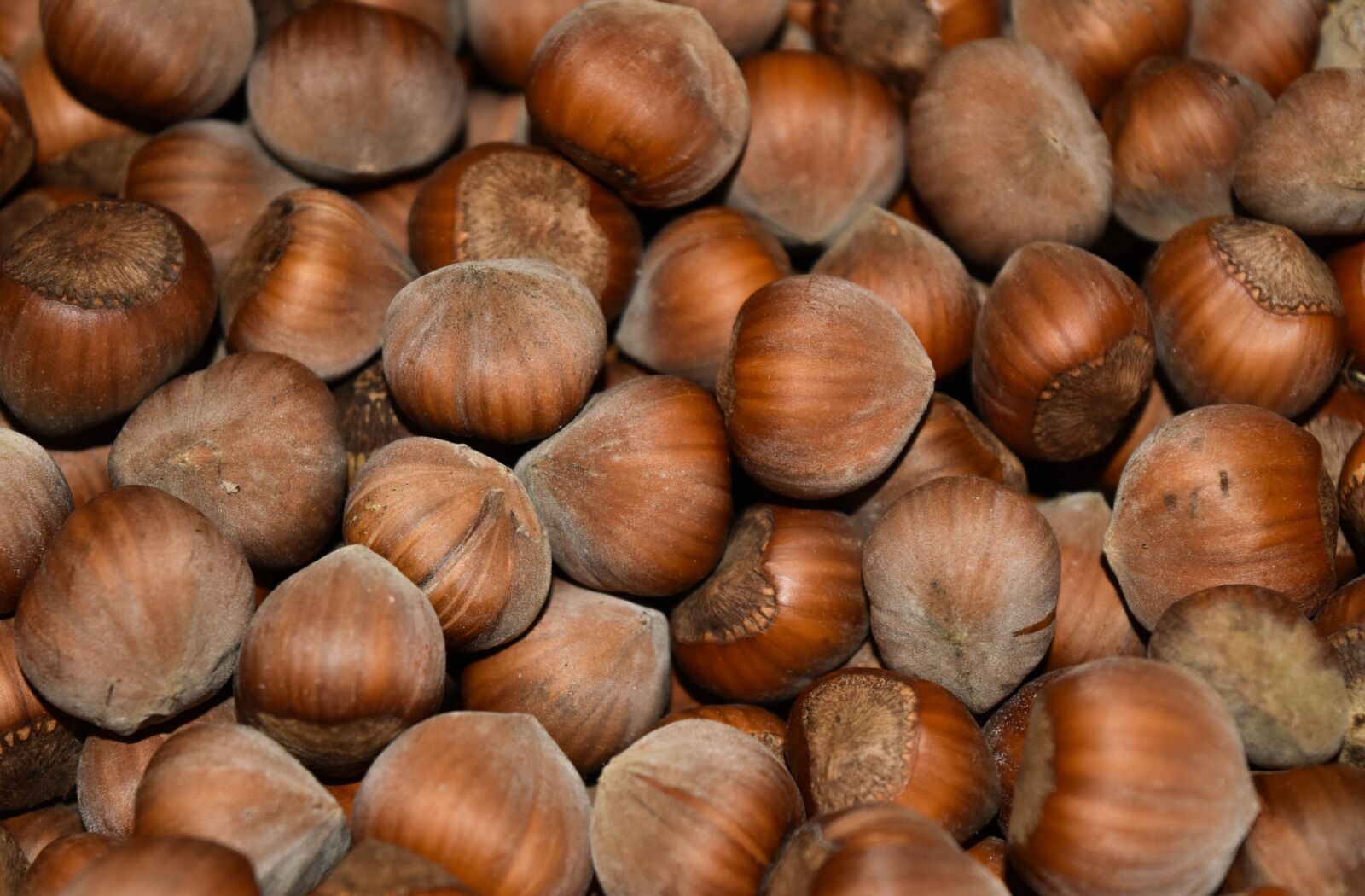 Nikon D5500 sample photo. Nuts, hazelnuts, hazel photography