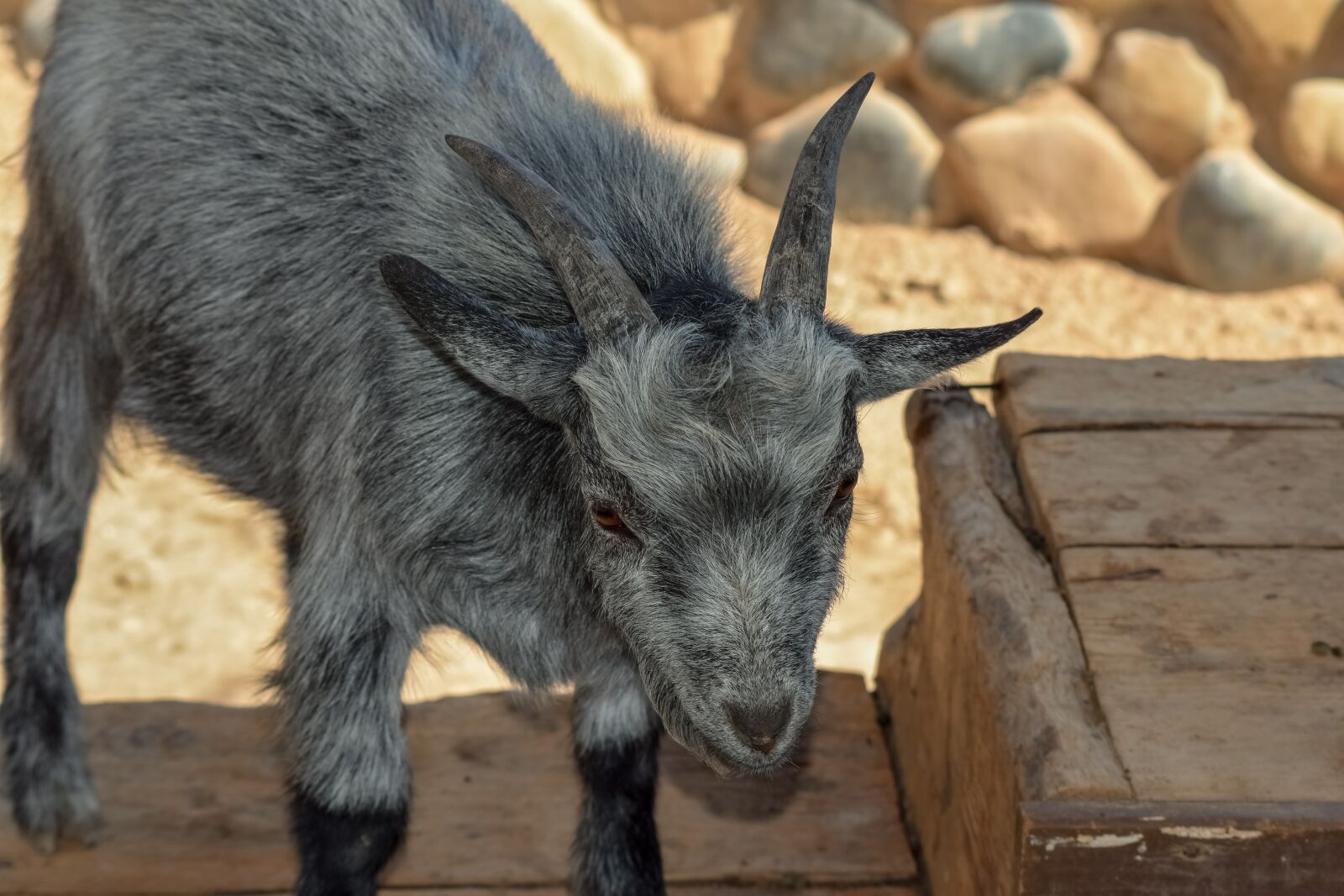 Nikon D3300 sample photo. Goat, animal, horns photography