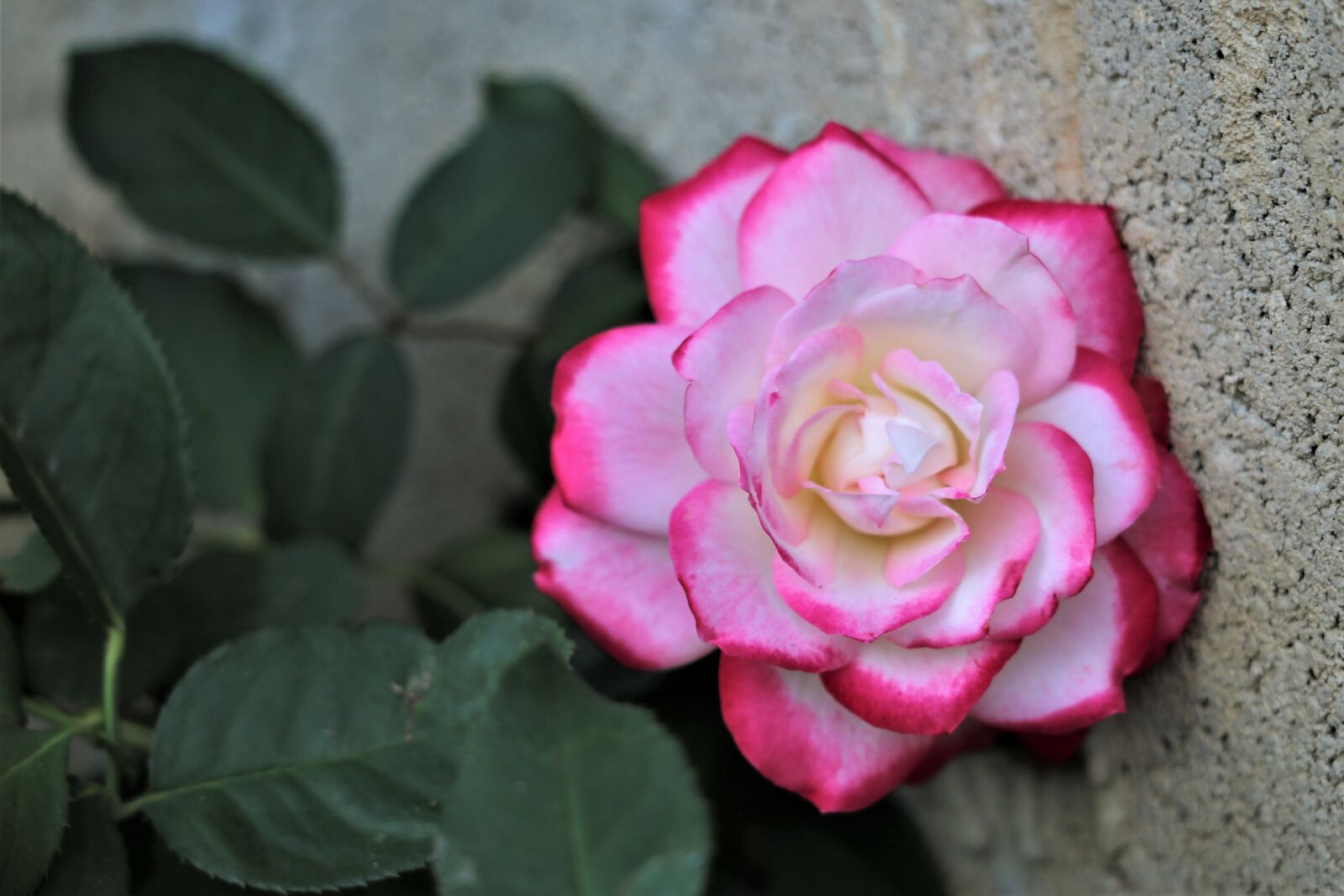 Canon EF 70-300 F4-5.6 IS II USM sample photo. Rose double delight, white photography