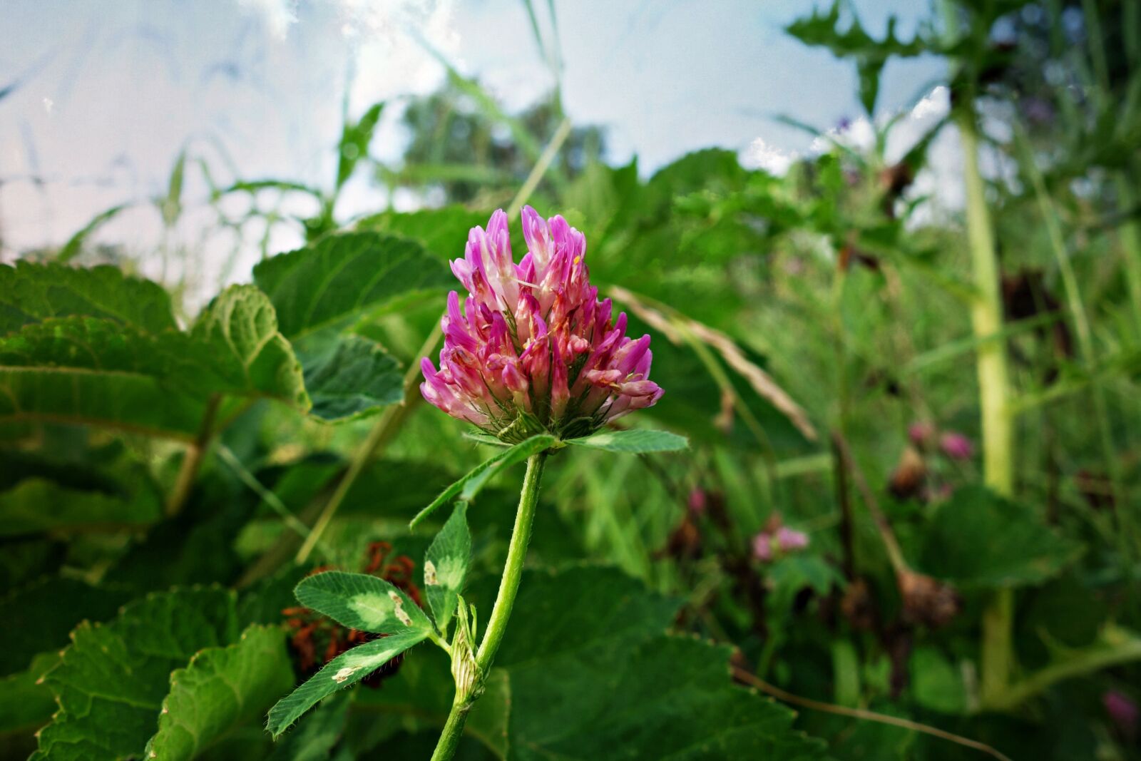 Sony Cyber-shot DSC-RX100 sample photo. Clover, red clover, plant photography