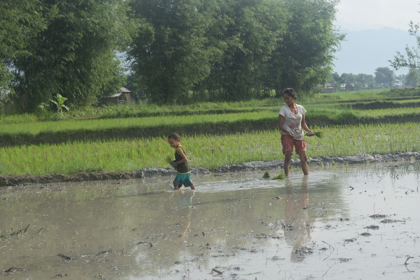 Nikon D5300 sample photo. Rice planting, planting rice photography