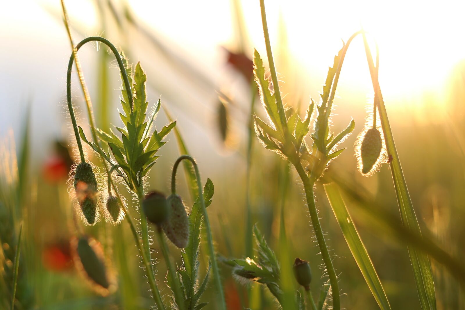Canon EF 70-300 F4-5.6 IS II USM sample photo. Poppy buds, evening, golden photography