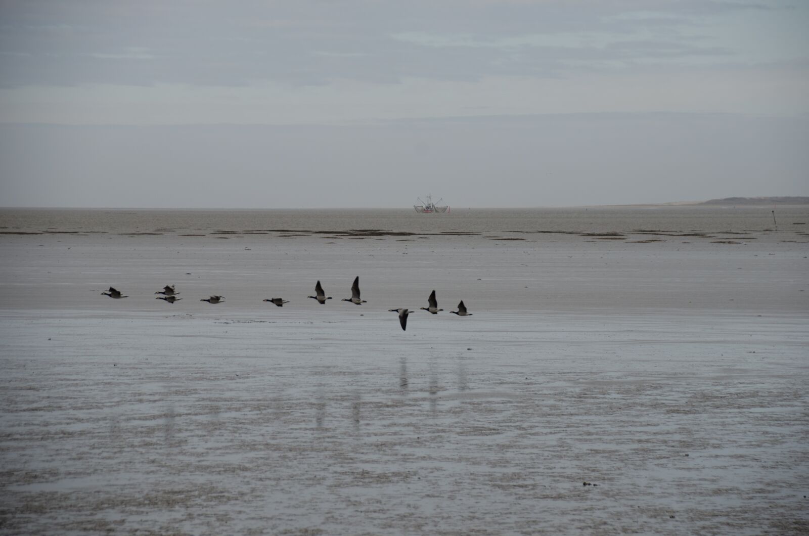 Nikon D5100 sample photo. Sea, gulls, bird photography