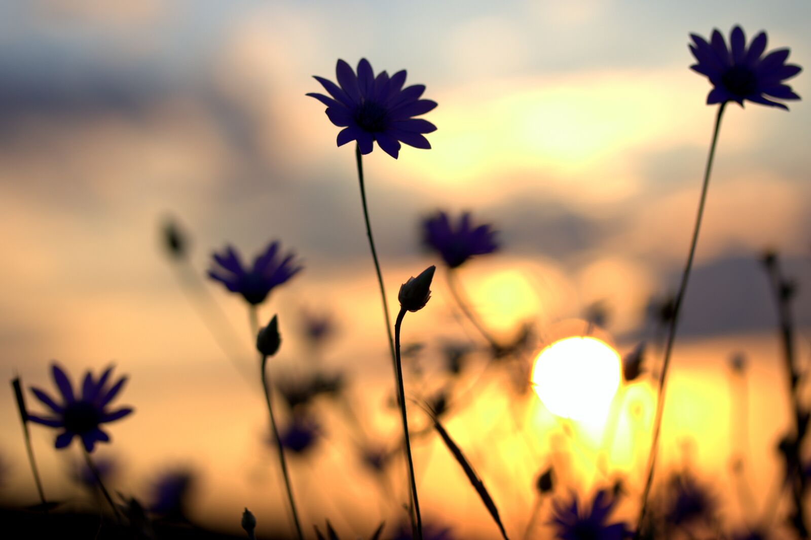 Canon EF-S 60mm F2.8 Macro USM sample photo. Flowers, camp, sunset photography