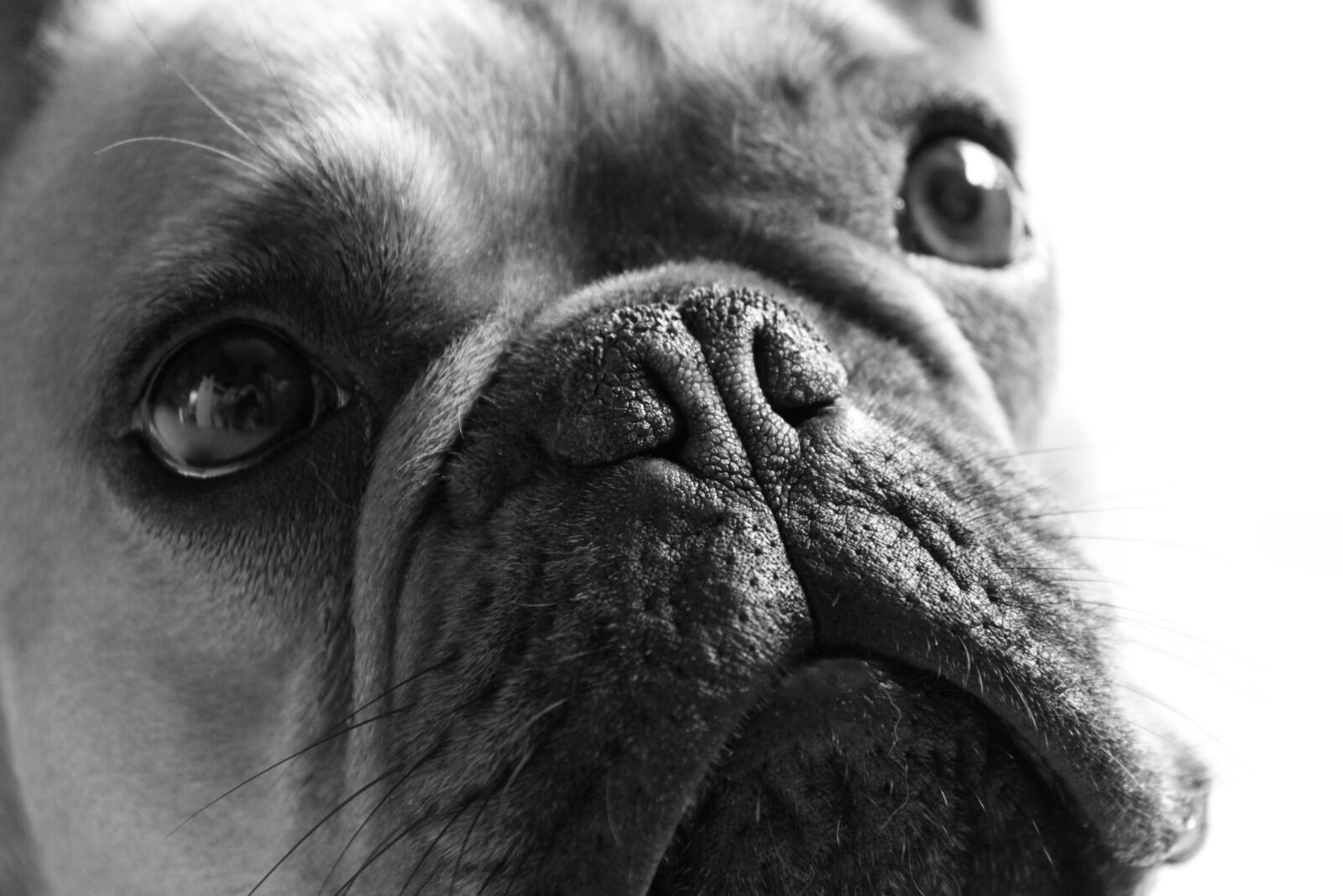 Canon EOS 50D sample photo. Dog, portrait, face photography