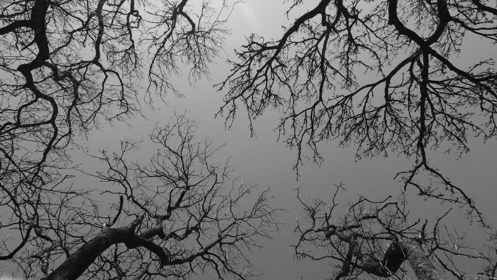 Sony Cyber-shot DSC-HX300 sample photo. Trees, branches, sky photography