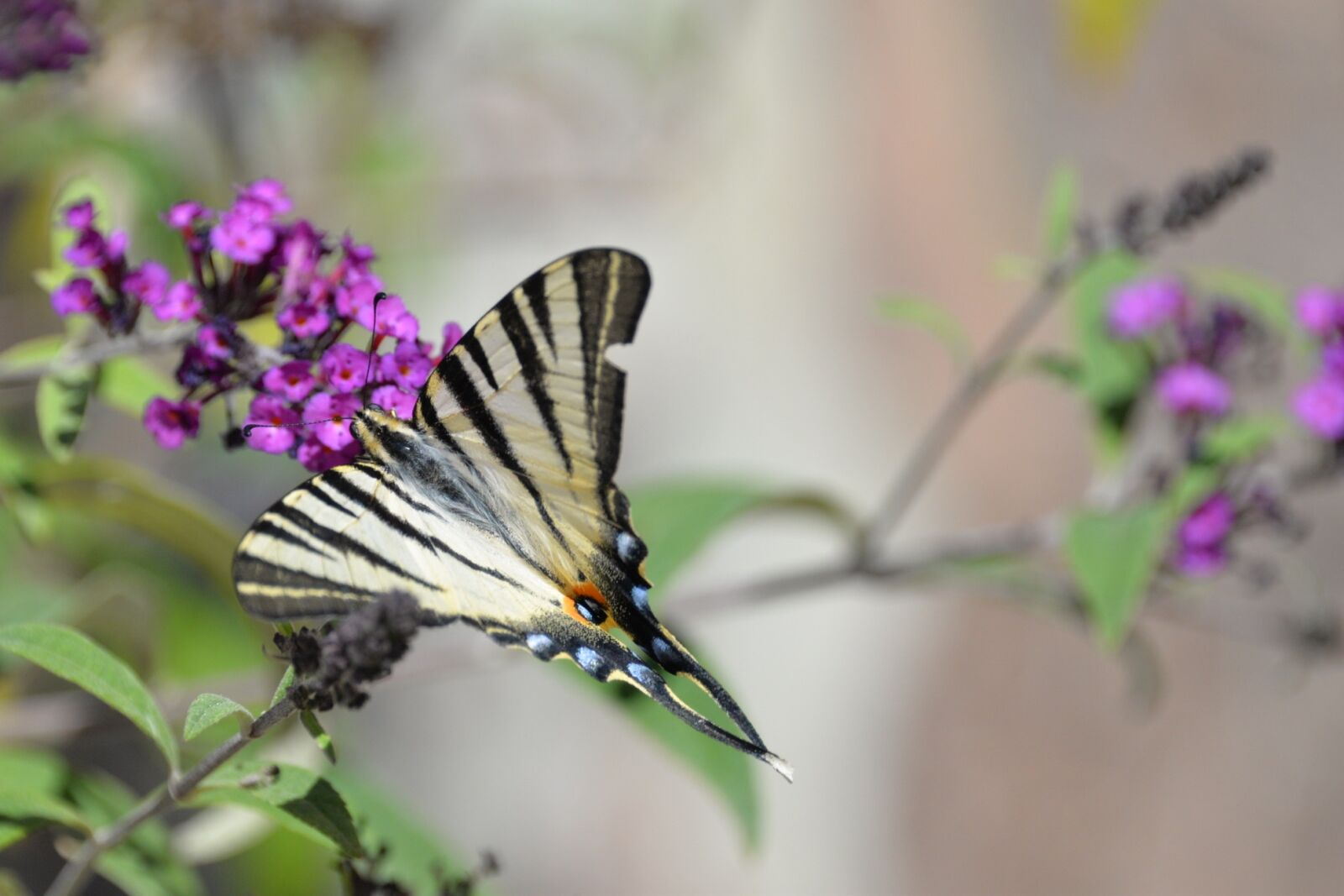 Nikon D610 sample photo. Butterfly, tigerprint, bug photography