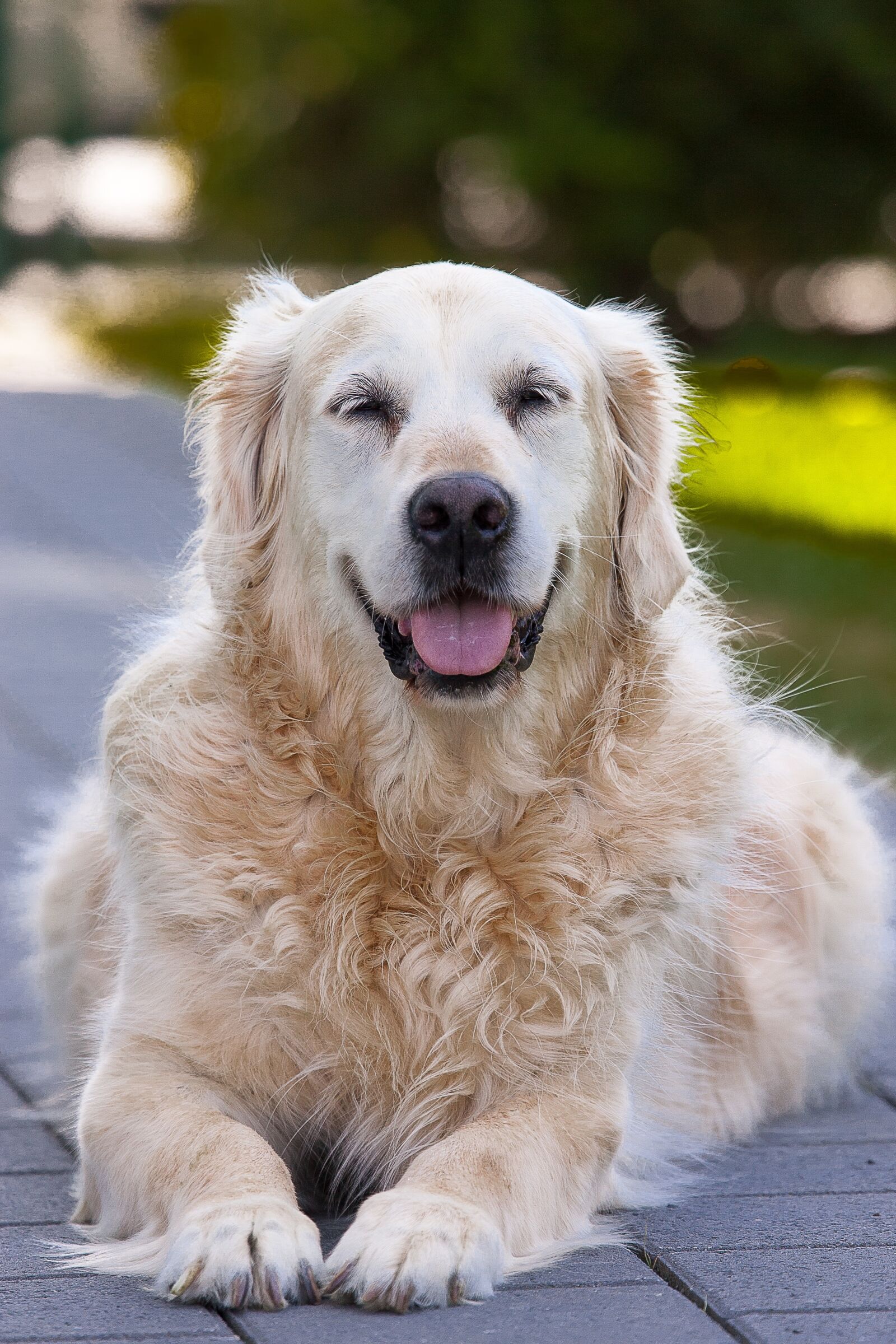 Canon EOS-1D Mark II sample photo. Dog, pet, mammal photography
