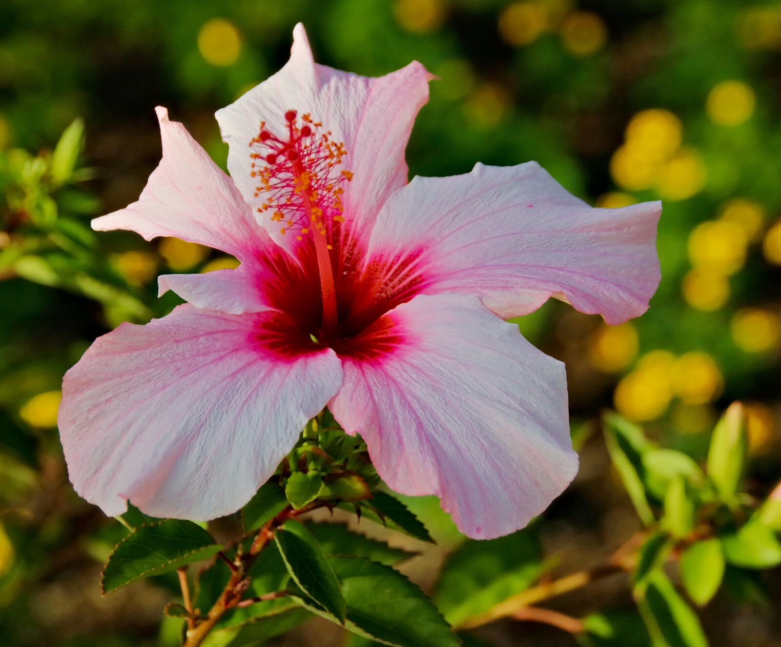 Canon EOS 77D (EOS 9000D / EOS 770D) sample photo. Flower, hibiscus, pink photography