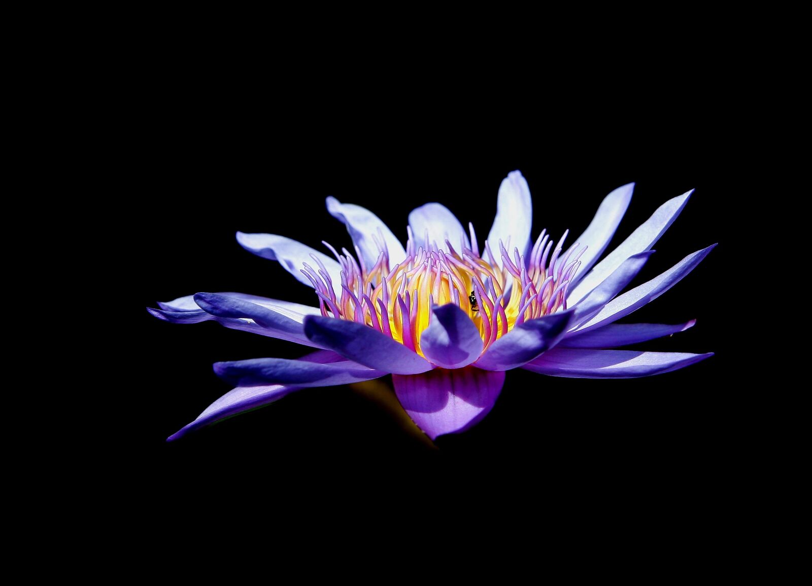 Canon EOS 20D sample photo. Lotus, water lily, flower photography