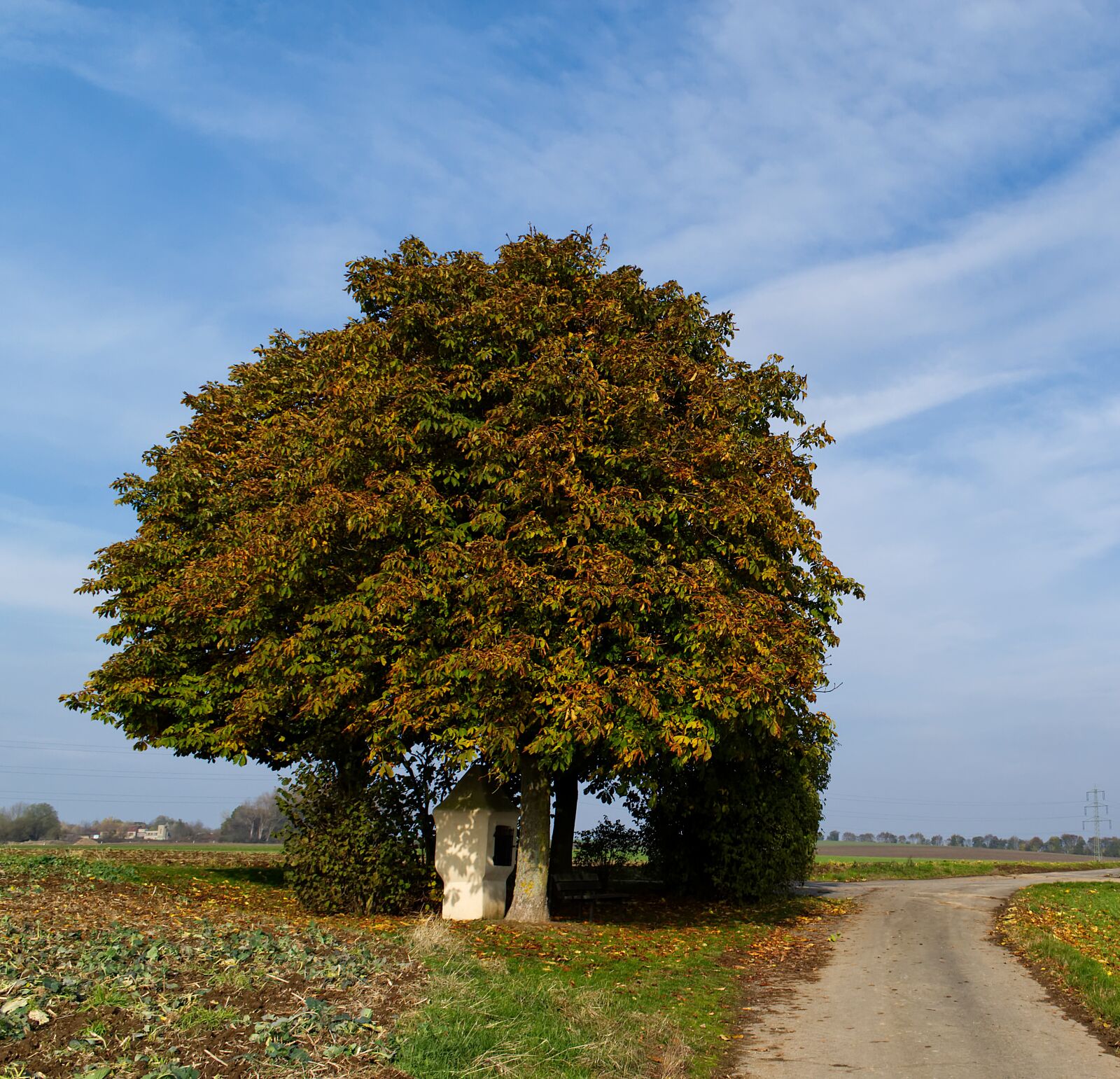 Nikon D5500 sample photo. Tree, autumn, nature photography