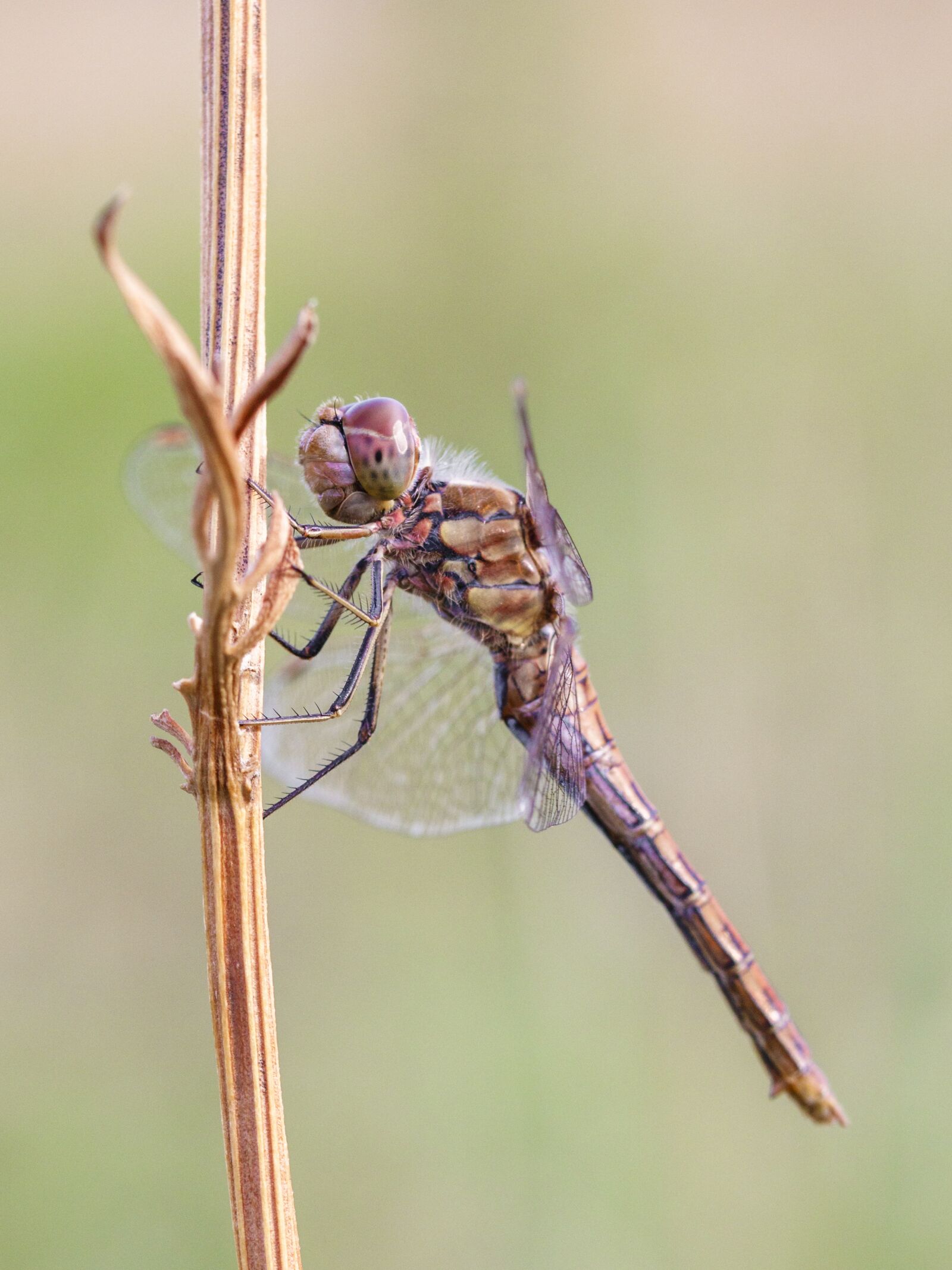 Canon EOS 80D sample photo. Dragonfly, nature, close up photography