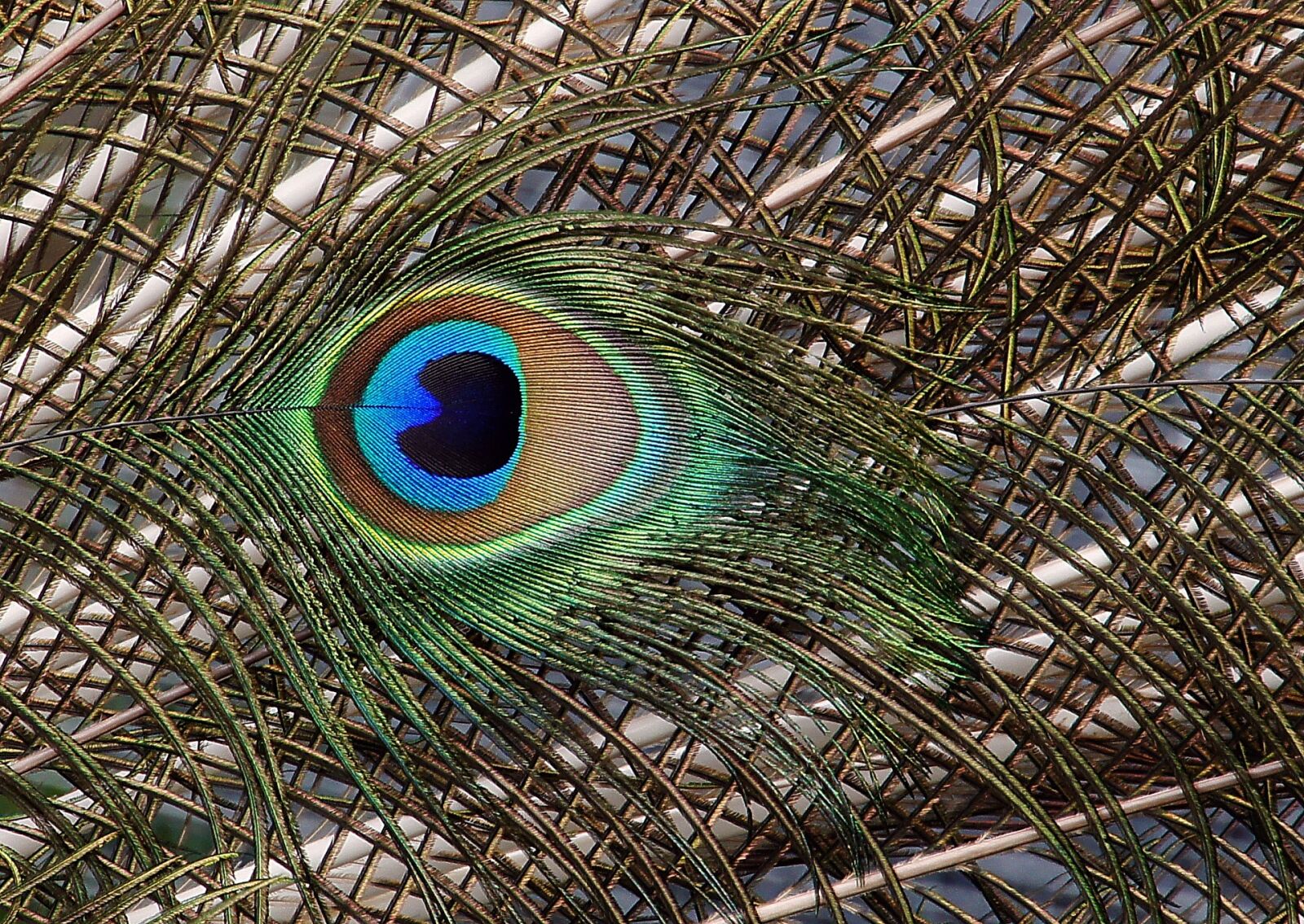 Sony Alpha DSLR-A580 sample photo. Peacock, tail feathers, close photography