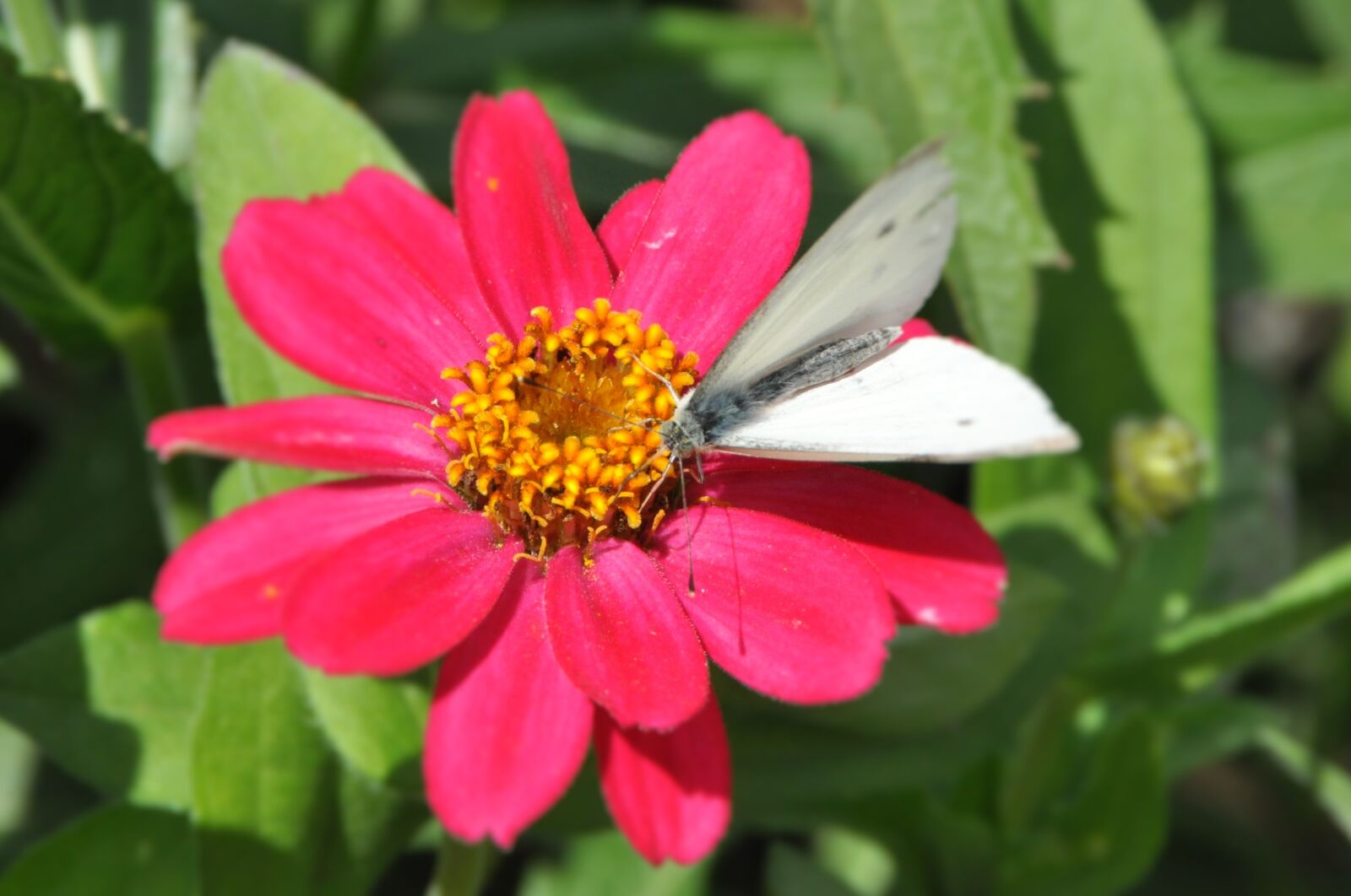 Nikon D5000 sample photo. Dahlia, butterfly, magenta photography