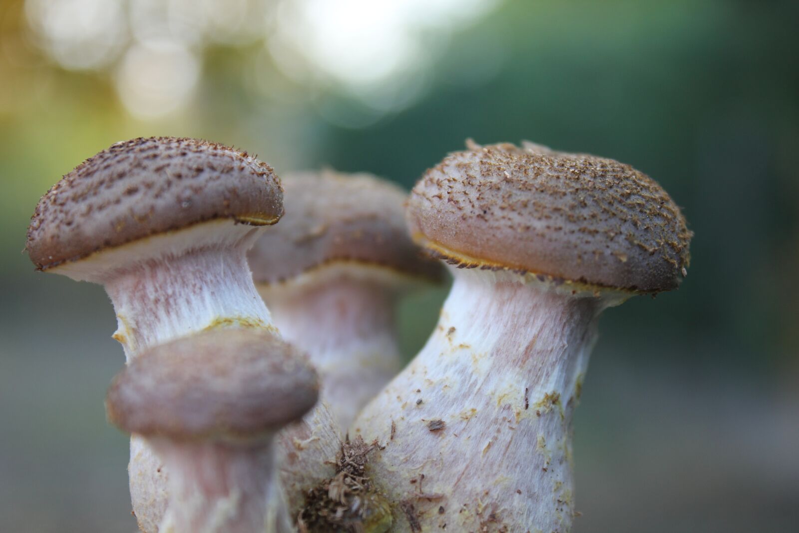 Canon EOS 550D (EOS Rebel T2i / EOS Kiss X4) sample photo. Boletus, scale, nature photography