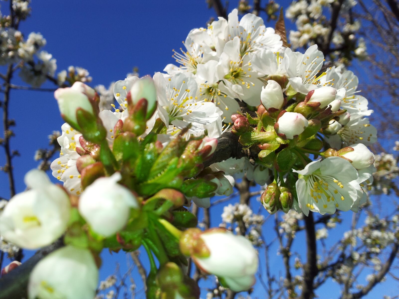 Samsung Galaxy S2 sample photo. Flower, tree, nature photography
