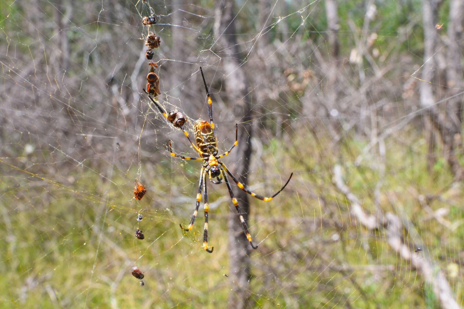 Nikon D3100 sample photo. Nature, spider, spider, web photography