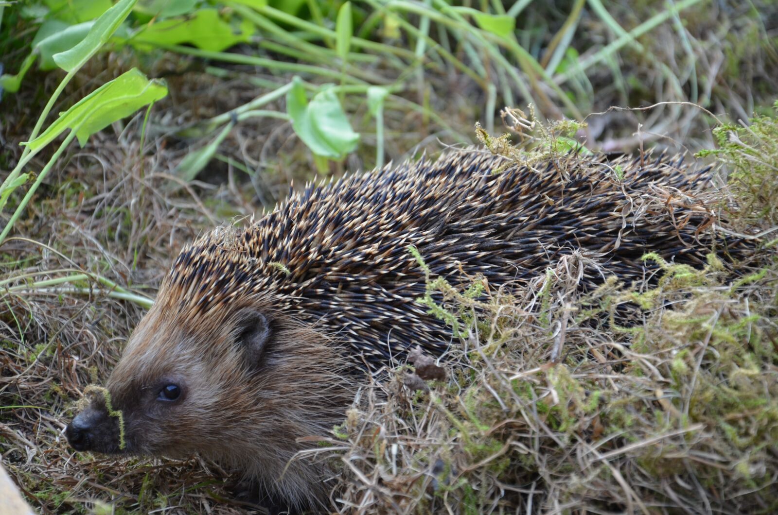 Nikon D5100 sample photo. Hedgehog, nature, animal photography